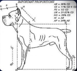 dati cane corso